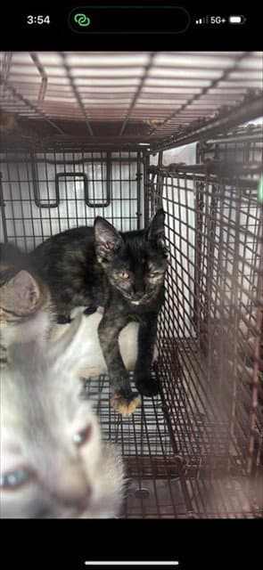 Unknown - Domestic Short Hair