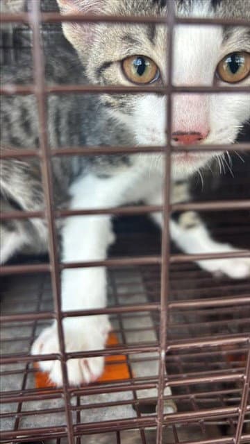 Unknown - Domestic Short Hair