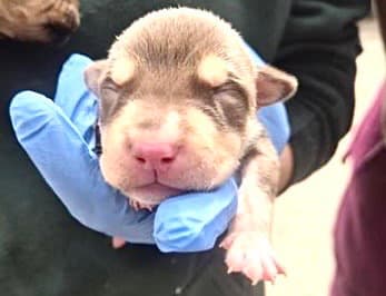 Unknown - Pit Bull Terrier