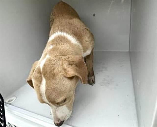 Unknown - Labrador Retriever