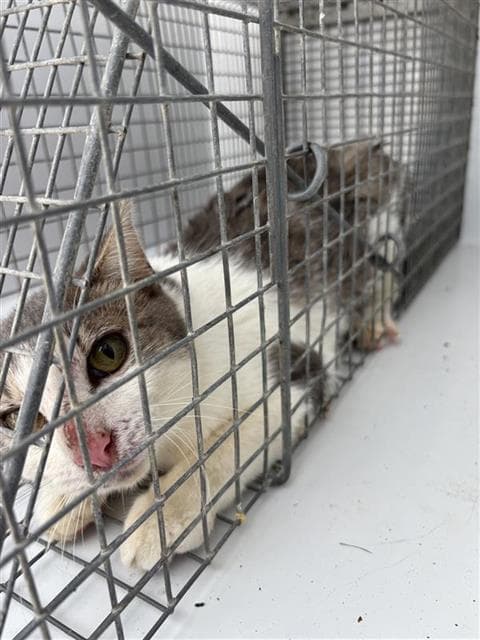 Unknown - Domestic Short Hair