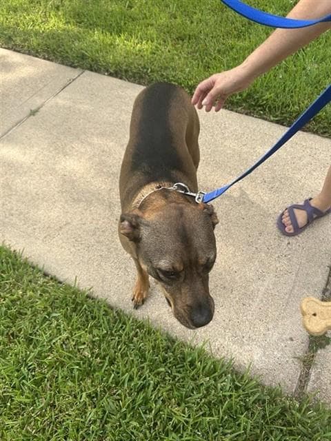 Unknown - Pit Bull Terrier