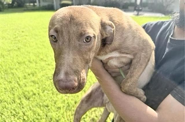 Unknown - Labrador Retriever
