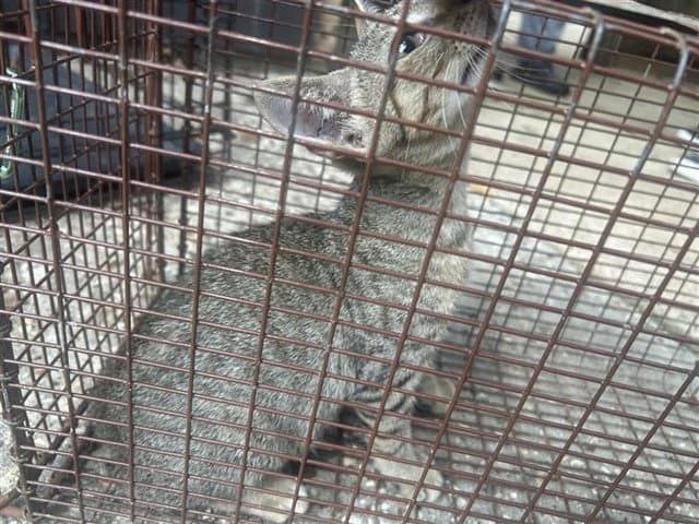 Unknown - Domestic Short Hair
