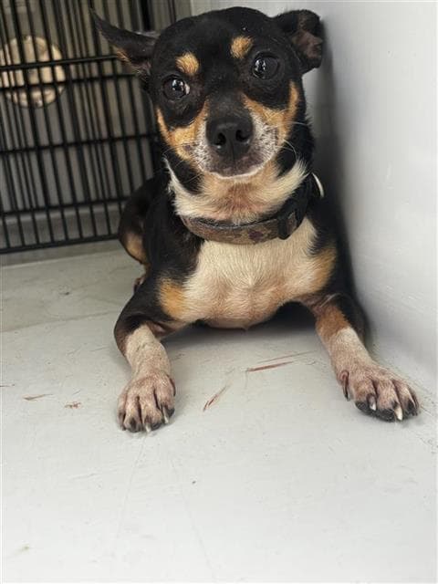 Unknown - Chihuahua