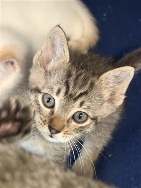 Ollie - Domestic Short Hair