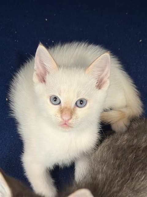 Phoenix - Domestic Short Hair