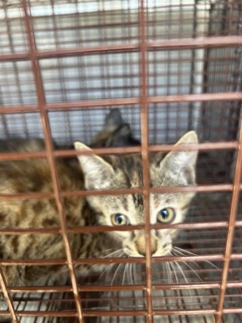 Robin - Domestic Short Hair