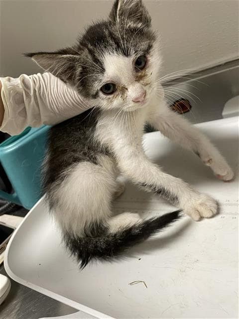 Flora - Domestic Short Hair