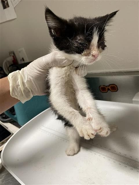 Finn - Domestic Short Hair