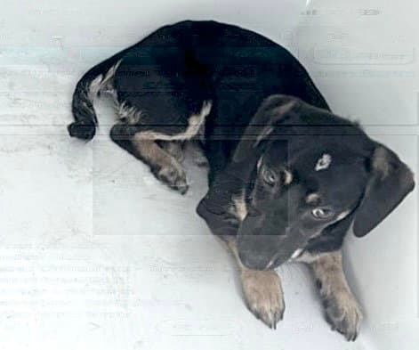 Unknown - Chihuahua