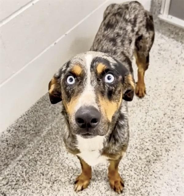 Unknown - Catahoula Leopard Dog