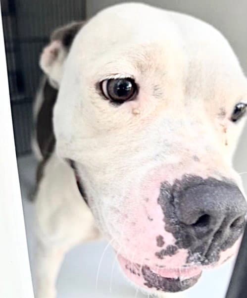 Unknown - Pit Bull Terrier