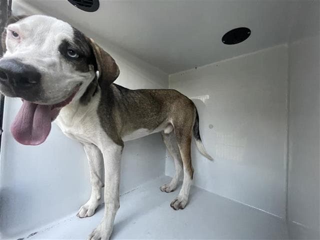 Unknown - Pit Bull Terrier