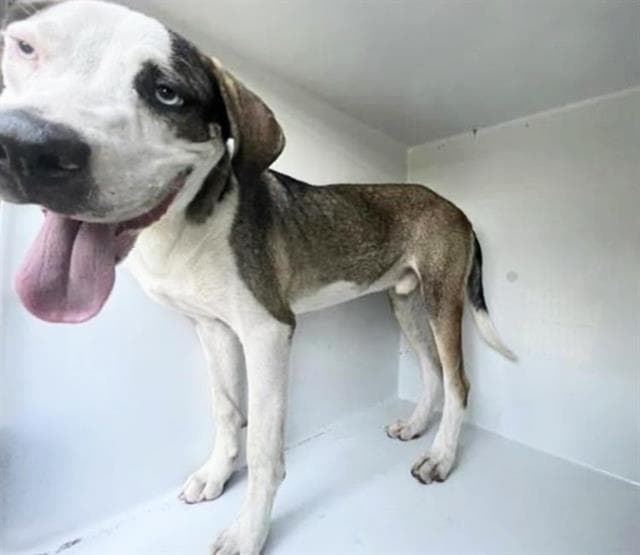 Unknown - Pit Bull Terrier