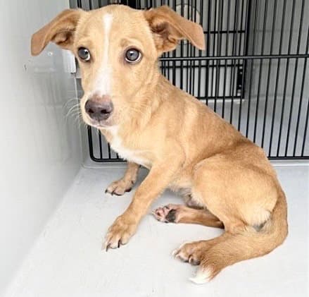 Unknown - Rat Terrier