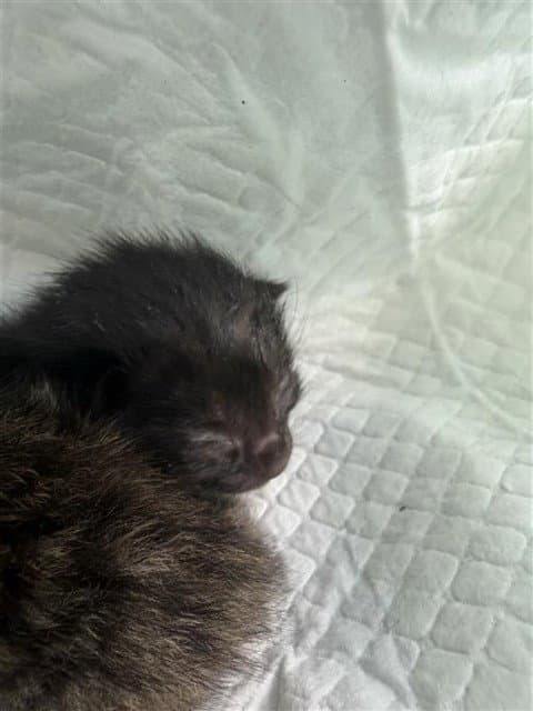 Unknown - Domestic Short Hair