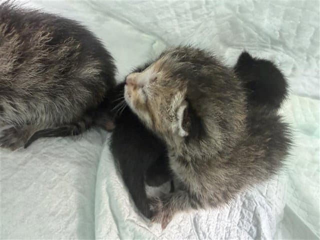 Unknown - Domestic Short Hair