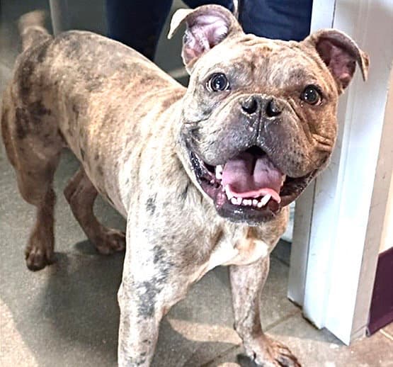 Unknown - French Bulldog