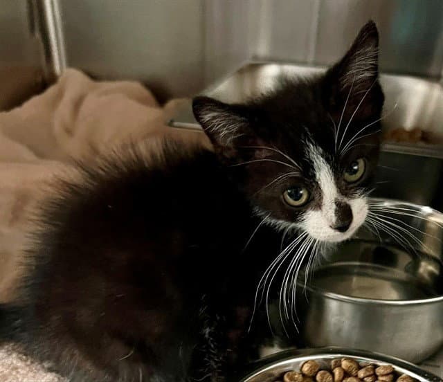 Pinecone - Domestic Short Hair