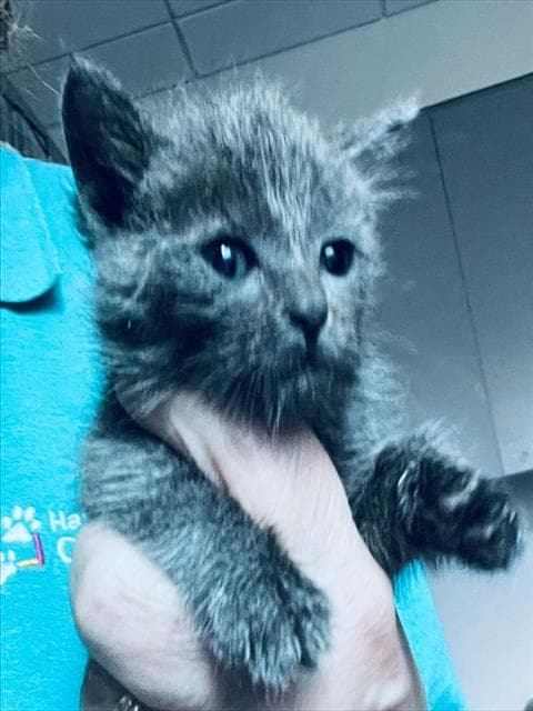 Nermal - Domestic Short Hair