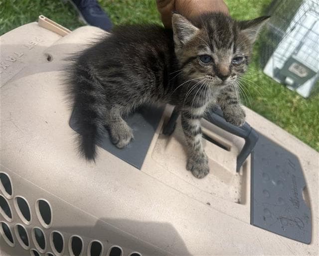 Pip - Domestic Short Hair