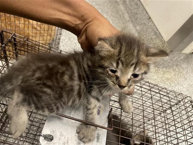 Pineapple - Domestic Short Hair