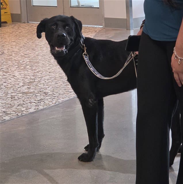 Cyclops - Labrador Retriever