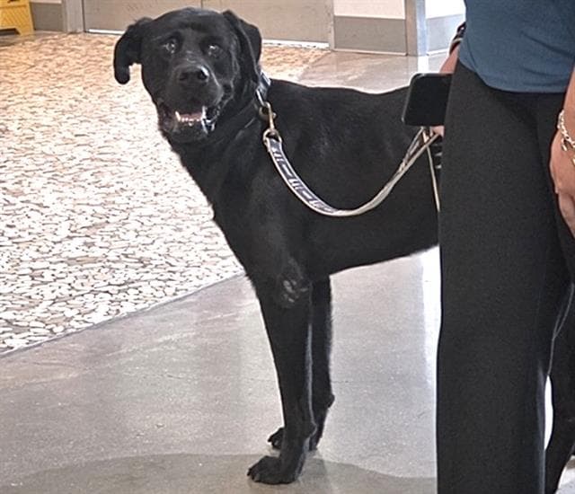 Cyclops - Labrador Retriever