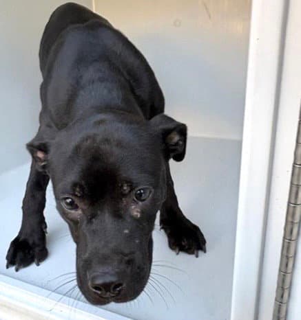 Unknown - Labrador Retriever