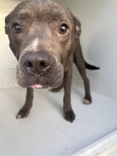 Unknown - Pit Bull Terrier