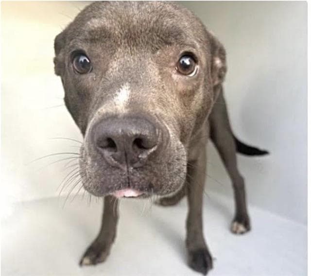 Unknown - Pit Bull Terrier