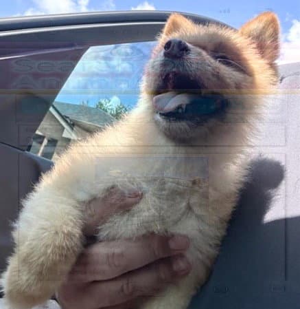 Unknown - Pomeranian