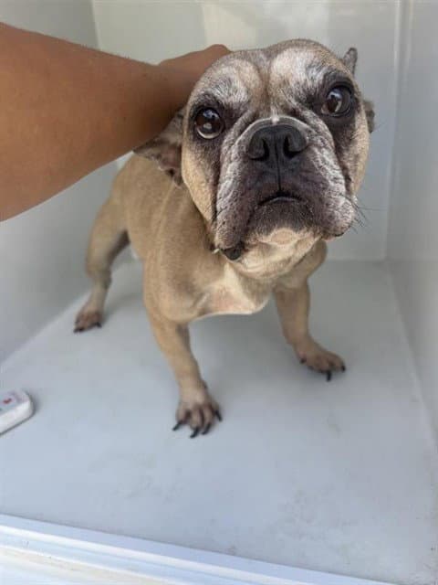 Unknown - French Bulldog
