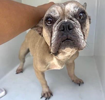 Unknown - French Bulldog