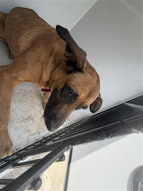 Unknown - Belgian Shepherd Malinois