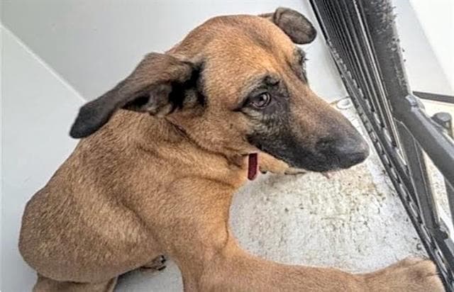 Unknown - Belgian Shepherd Malinois
