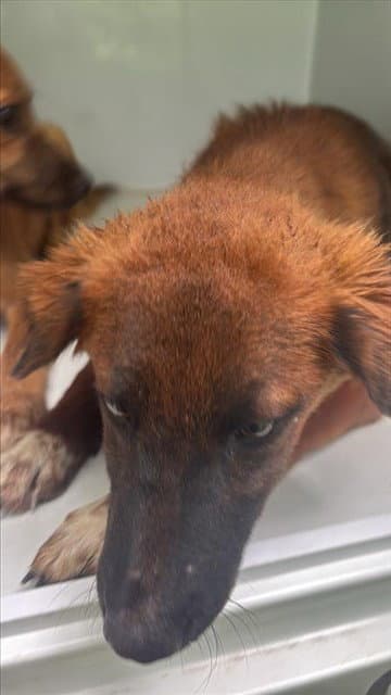 Unknown - Belgian Shepherd Dog Sheepdog