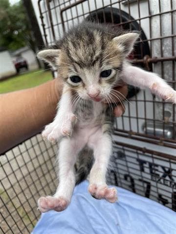 Athena - Domestic Short Hair