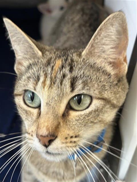 Abigail - Domestic Short Hair