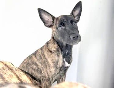 Unknown - Belgian Shepherd Malinois
