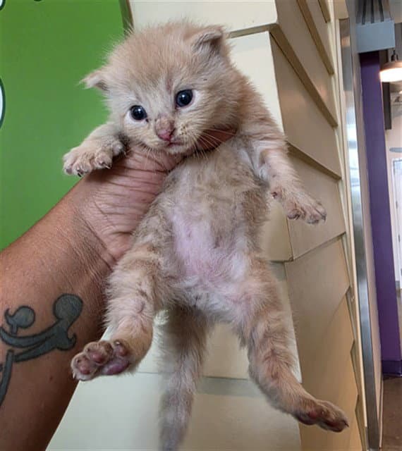 Unknown - Domestic Short Hair