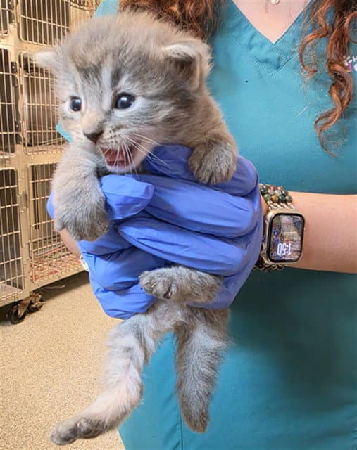 Unknown - Domestic Short Hair
