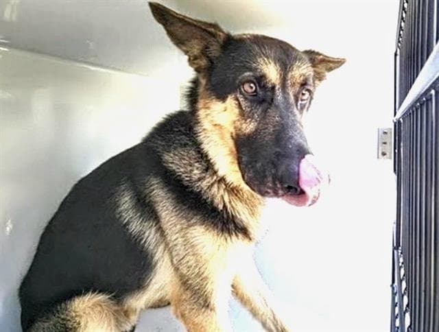 Unknown - German Shepherd Dog