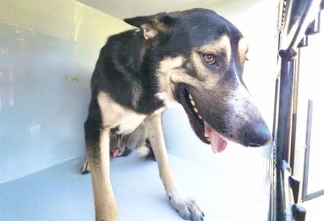 Unknown - German Shepherd Dog