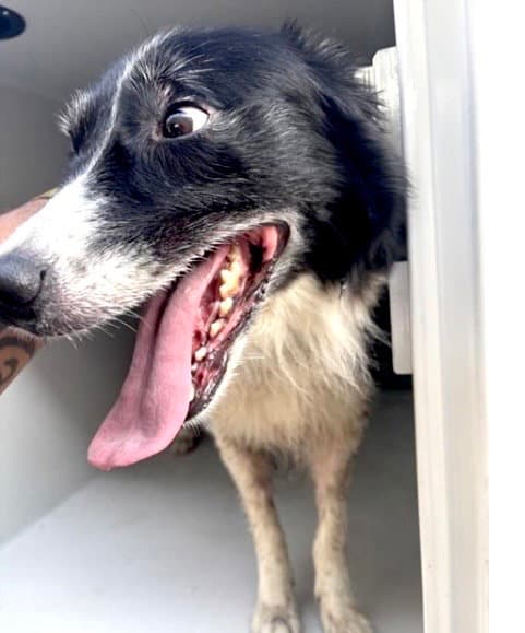 Unknown - Border Collie