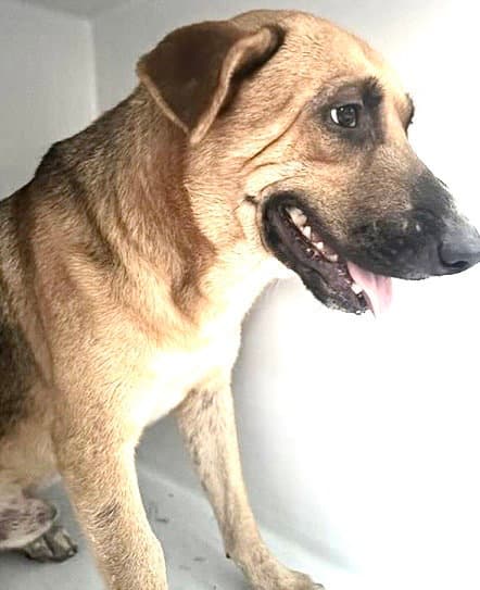 Unknown - Belgian Shepherd Malinois
