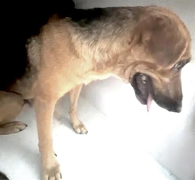 Unknown - Belgian Shepherd Malinois