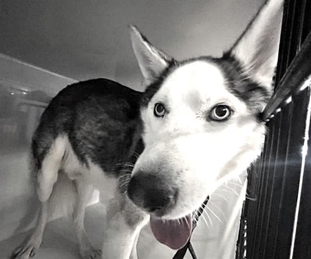 Unknown - Siberian Husky
