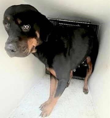 Unknown - Rottweiler